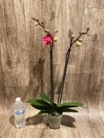 Double Spikes Phalaenopsis I-Hsin Golden Beth (4.5" pot) - Image 6