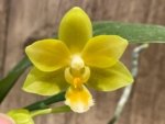 In Spike Phalaenopsis Yaphon Perfume 'Yellow'  (3.5" pot) - Image 3