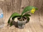 In Spike Phalaenopsis Yaphon Perfume 'Yellow'  (3.5" pot) - Image 5