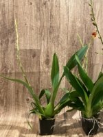 Double Spikes Oncostele Catatante 'Orange Kiss' (3.5” pot) - Image 10