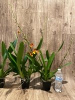 Double Spikes Oncostele Catatante 'Orange Kiss' (3.5” pot) - Image 8