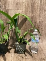 Brassidium Golden Gamine 'White Knight' (3.5” pot) - Image 7