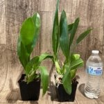 Grammatophyllum Lazarus 'Mocha' (3.5” Pot)