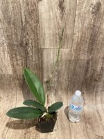 In Spike Psychopsis Mariposa (papilio × Kalihi) (3.5” pot) - Image 3