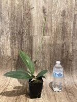 In Spike Psychopsis Mariposa (papilio × Kalihi) (3.5” pot) - Image 2