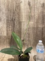 In Spike Psychopsis Mariposa (papilio × Kalihi) (3.5” pot) - Image 4