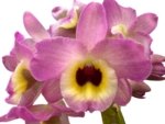 Fragrant - Dendrobium Lady Moon 'Romeo' (4” pot) - Image 2