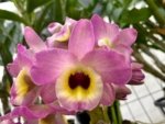 Fragrant - Dendrobium Lady Moon 'Romeo' (4” pot) - Image 3