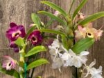 In Buds Dendrobium Nobile Miz Colors (5” pot)
