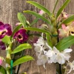 In Buds Dendrobium Nobile Miz Colors (5” pot)