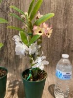 In Buds Dendrobium Nobile Miz Colors (5” pot) - Image 3