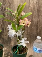 In Buds Dendrobium Nobile Miz Colors (5” pot) - Image 6