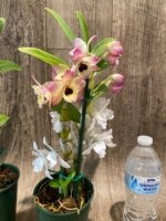 In Buds Dendrobium Nobile Miz Colors (5” pot) - Image 5
