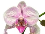 Double Spikes Phalaenopsis I-Hsin Charming Cherry (3.5” Pot) - Image 2