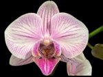 Double Spikes Phalaenopsis I-Hsin Charming Cherry (3.5” Pot)