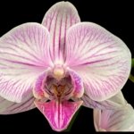 Double Spikes Phalaenopsis I-Hsin Charming Cherry (3.5” Pot)