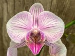 Double Spikes Phalaenopsis I-Hsin Charming Cherry (3.5” Pot) - Image 3