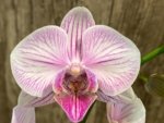 Double Spikes Phalaenopsis I-Hsin Charming Cherry (3.5” Pot) - Image 4