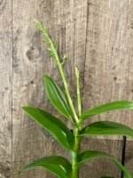 Double Spikes - Dendrobium lost tag (Possible Purple) (3.5” pot) - Image 2