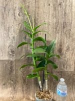 Double Spikes - Dendrobium lost tag (Possible Purple) (3.5” pot) - Image 3