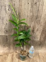 Double Spikes - Dendrobium lost tag (Possible Purple) (3.5” pot) - Image 4