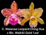 Blc.. Waikiki Gold 'Lea' × C. Waianae Leopard 'Ching Hua' (2” pot)