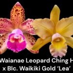 Blc.. Waikiki Gold 'Lea' × C. Waianae Leopard 'Ching Hua' (2” pot)