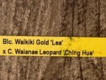Blc.. Waikiki Gold 'Lea' × C. Waianae Leopard 'Ching Hua' (2” pot) - Image 9