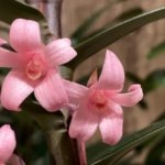 Maxillaria scalariformis x sib Blooming Size (2” pot)
