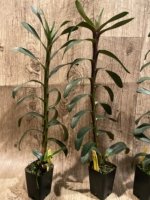 Maxillaria scalariformis x sib Blooming Size (2” pot) - Image 4