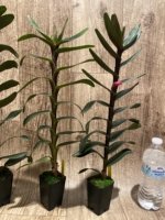 Maxillaria scalariformis x sib Blooming Size (2” pot) - Image 5