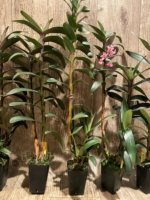 Maxillaria scalariformis x sib Multi Growths  Blooming Size (2” pot) - Image 8