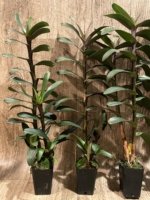 Maxillaria scalariformis x sib Multi Growths  Blooming Size (2” pot) - Image 7