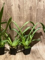 IN SPIKE - Miltoniopsis Arthur Cobbledick 'Springtime' (3.5" Pot) - Image 6