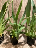 Double Spikes Miltoniopsis Lennart Karl Gottling 'Red Rim' (Timberline x Pearl Ono) (3.5" pot) - Image 5