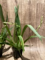 Double Spikes Miltoniopsis Lennart Karl Gottling 'Red Rim' (Timberline x Pearl Ono) (3.5" pot) - Image 6