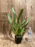 Quadruple Spikes Miltoniopsis Lennart Karl Gottling 'Red Rim' (Timberline x Pearl Ono) (3.5" pot) - Image 3