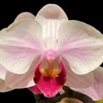 Double Spikes Phalaenopsis Younghome Pink Panther (3” Pot)