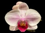 Double Spikes Phalaenopsis Younghome Pink Panther (3” Pot) - Image 2