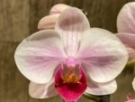 Double Spikes Phalaenopsis Younghome Pink Panther (3” Pot) - Image 3