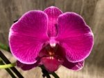 Double Spikes Phalaenopsis I-Hsin Berry Macaron (3.5” Pot) - Image 4