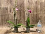 Double Spikes Phalaenopsis I-Hsin Berry Macaron (3.5” Pot) - Image 6