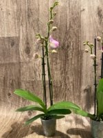 Double Spikes Phalaenopsis I-Hsin Berry Macaron (3.5” Pot) - Image 8