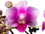 Triple Spikes Phalaenopsis Lioulin Grape (3.5” Pot) - Image 2