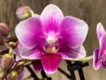 Triple Spikes Phalaenopsis Lioulin Grape (3.5” Pot) - Image 4