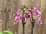 Triple Spikes Phalaenopsis Lioulin Grape (3.5” Pot) - Image 10