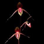 Paphiopedilum Anita Baby (Hsinying Anita x rothschildianum) (3.5” pot)