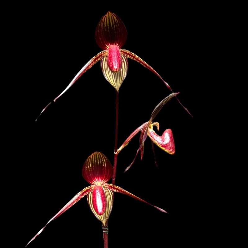 PAPH. (MULTI FLORAL) - Everything Orchids