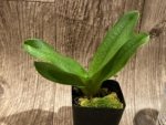 Paphiopedilum Harold Koopowitz × rothschildianum (3.5” Pot)