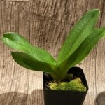 Paphiopedilum Harold Koopowitz × rothschildianum (3.5” Pot)